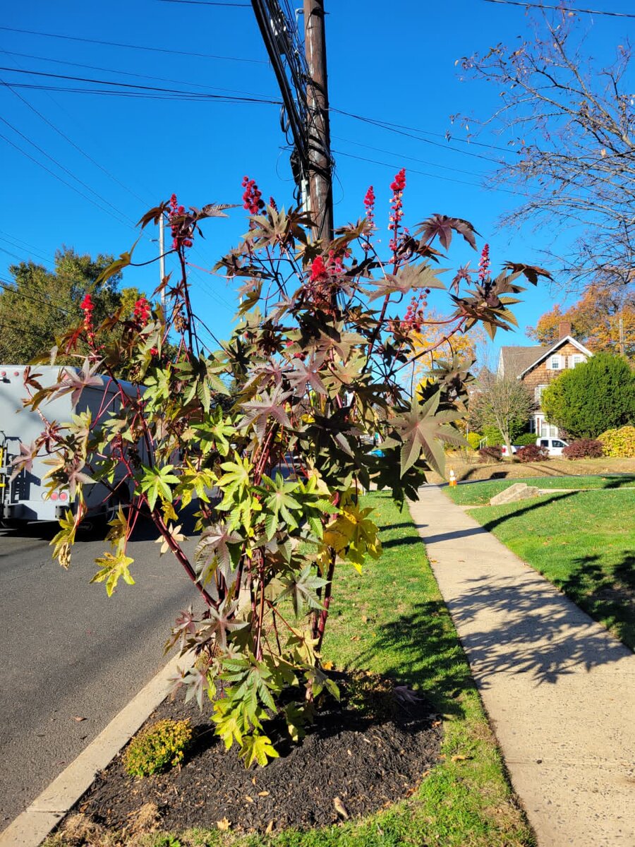 Отцветают последние насаждения...