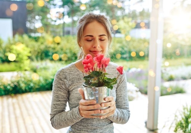 12 комнатных растений, которые приносят удачу и счастье в дом