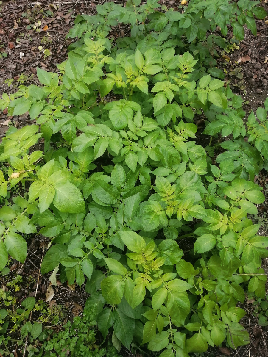 Картошка выросла сама по себе .