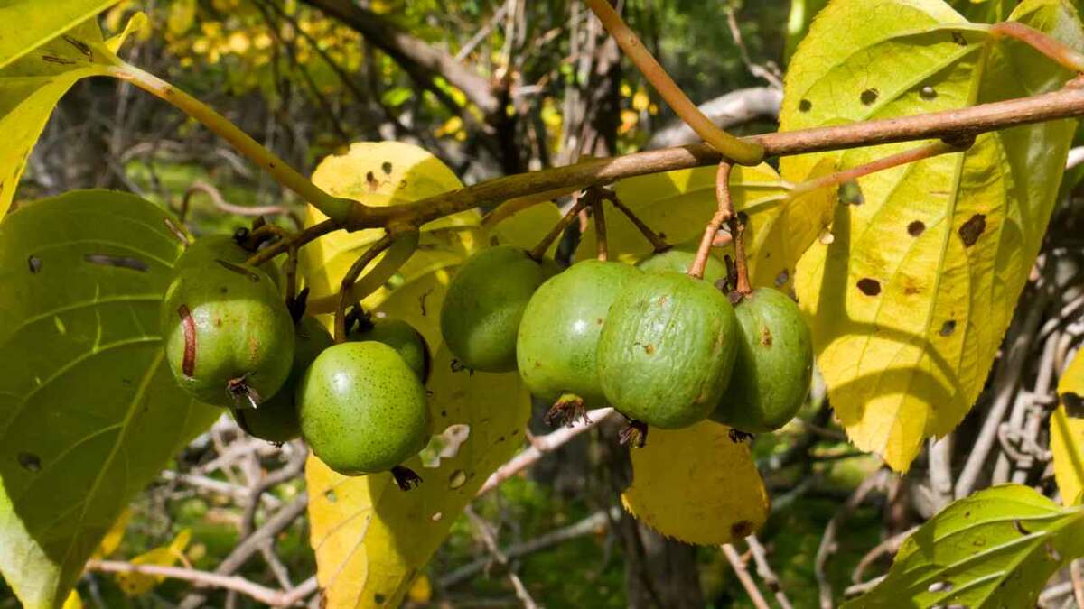 Фото: Kirsanov Valeriy Vladimirovich/Shutterstock
