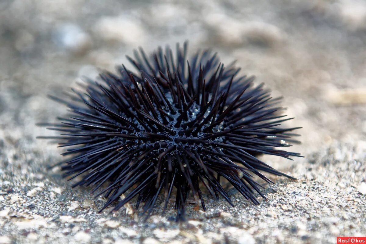 Фото с сайта: http://rasfokus.ru/photos/photo3111874.html