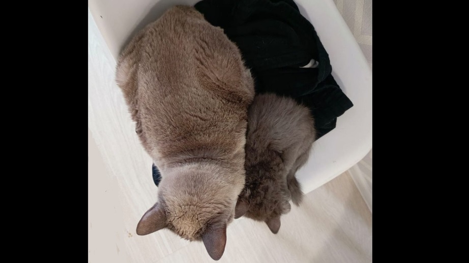  Ириска и Пикси сидят на стуле. Вид сверху.