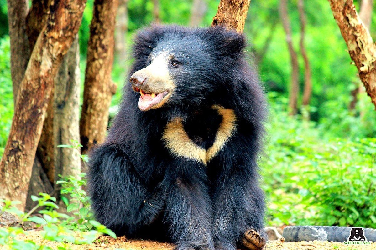 Фото с сайта: https://tre-i-dnr.ru/губач