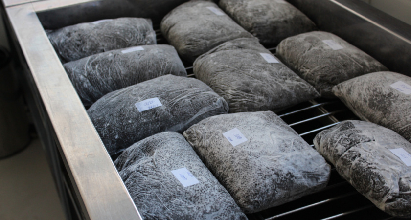    Осетровая икра из Вологодской области отправлена в Катар и Гонконг