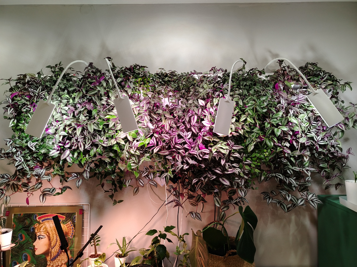 Моя домашняя стена из разных традесканций