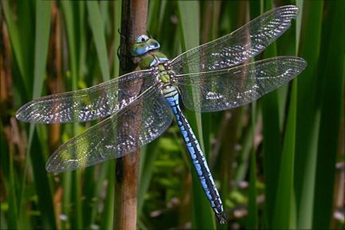 Anax imperator, фото с сайта: https://www.mk-mari.ru/social/2024/08/15/v-mariy-el-naydeny-novye-mesta-obitaniya-krasnoknizhnykh-zhivotnykh.html