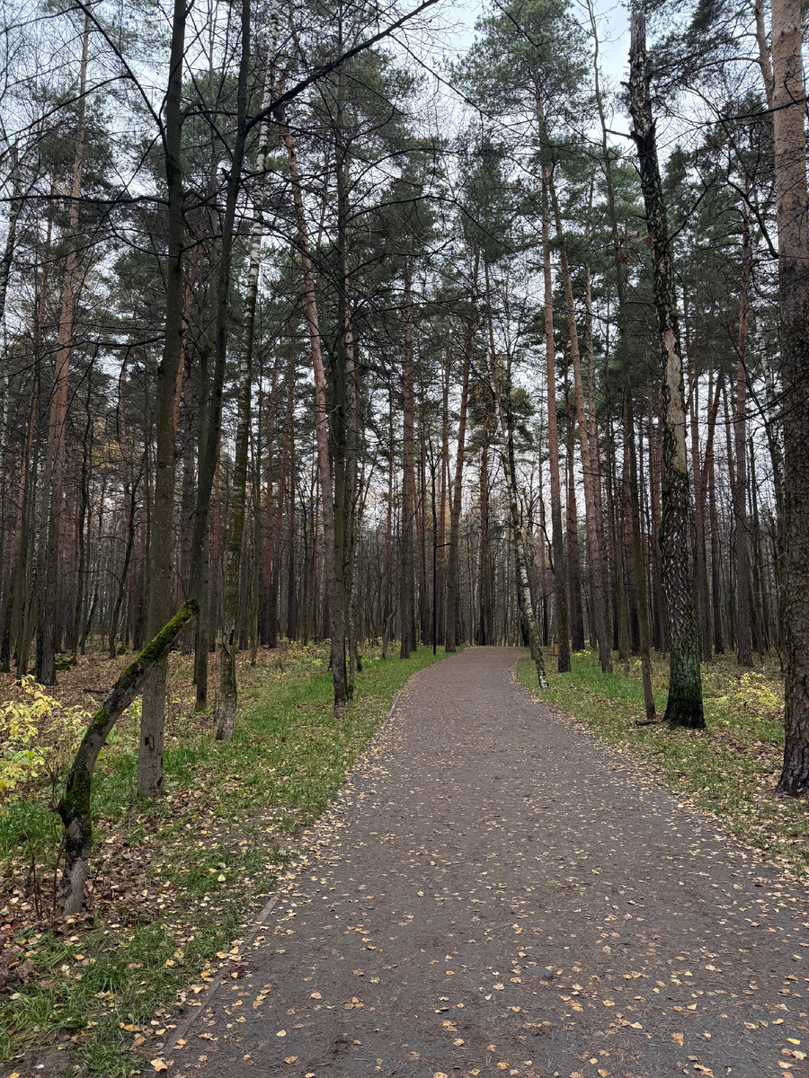 Фото автора. Осенний лес