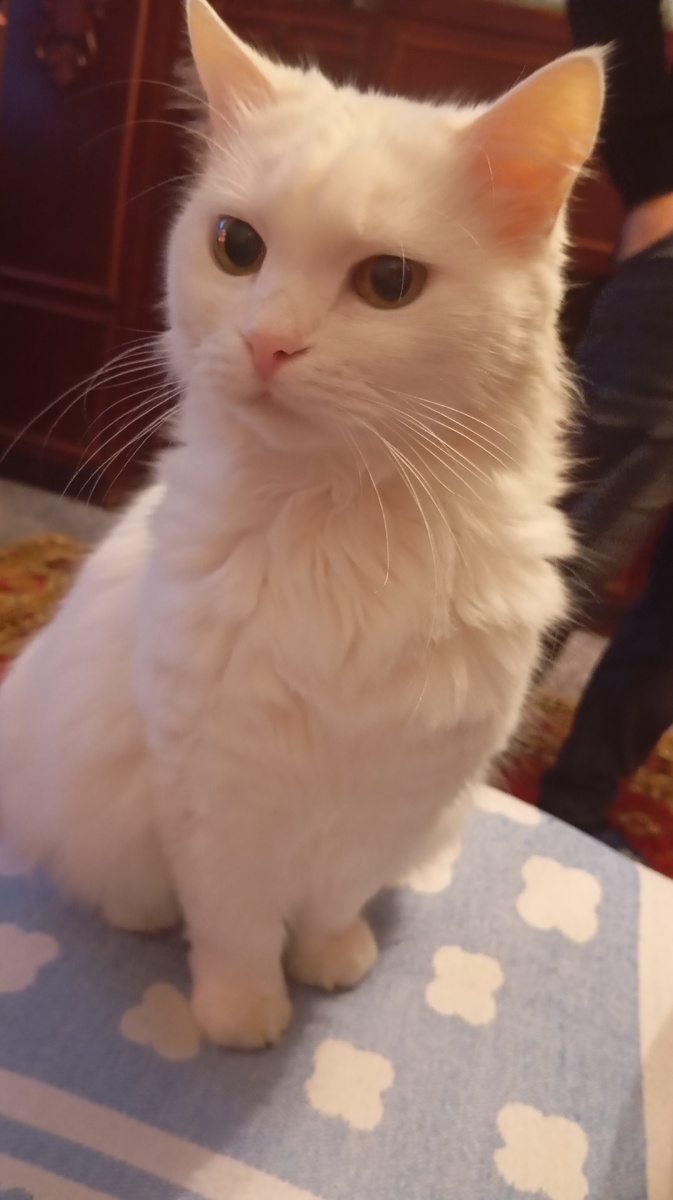 Белка, настоящее время :)