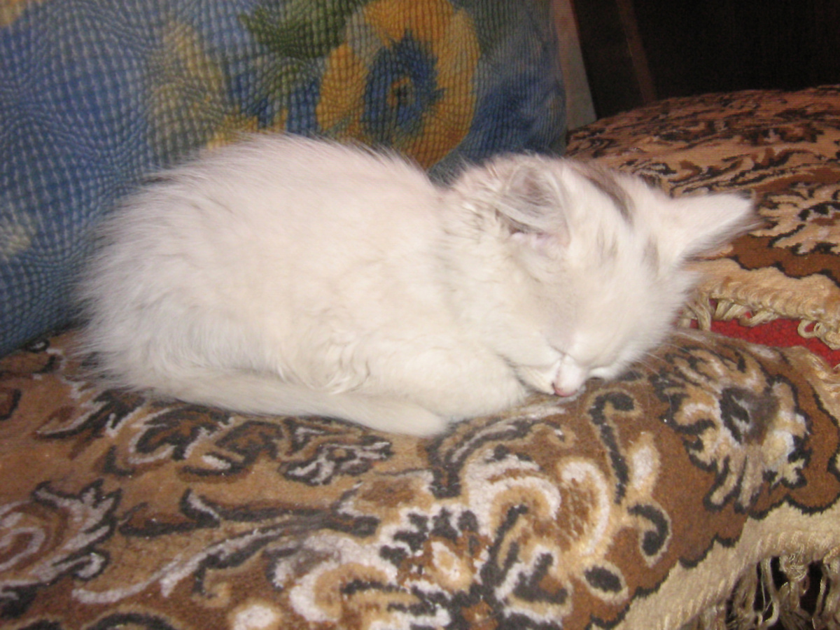 Вот таким заморышем она у меня появилась в 2012 году.