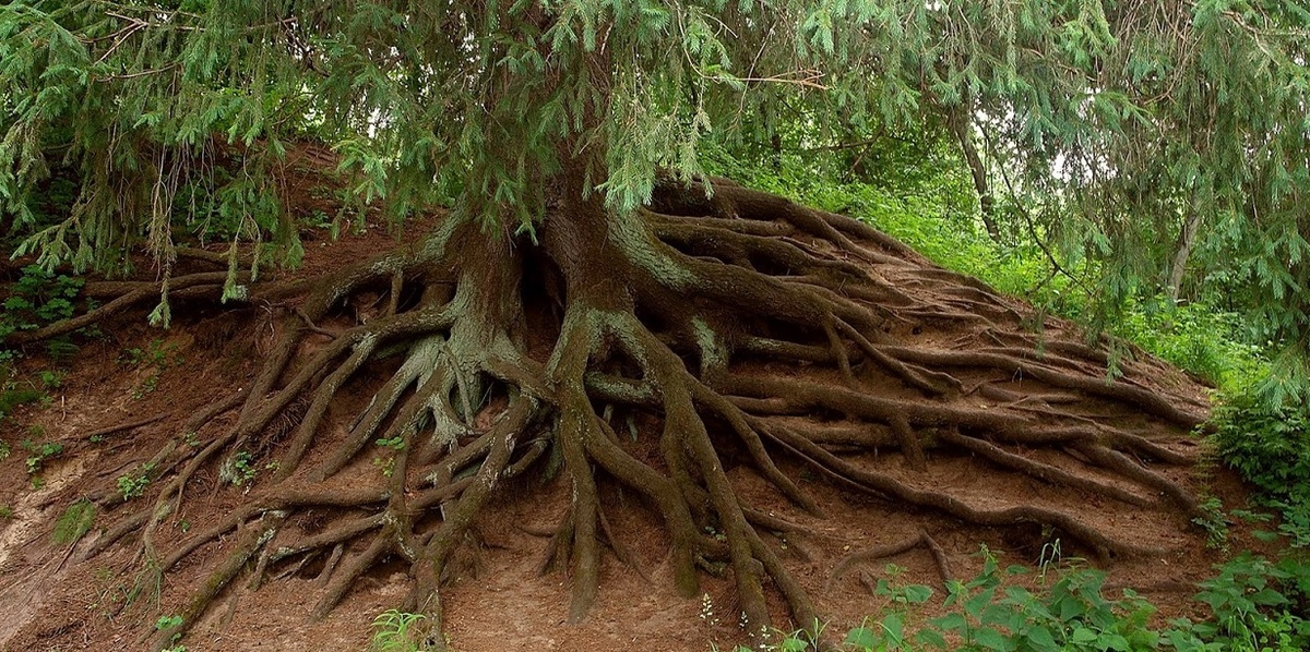 Источник изображения - https://ecoportal.info/wp-content/uploads/2022/08/kornevaya-sistema-eli-3.jpg