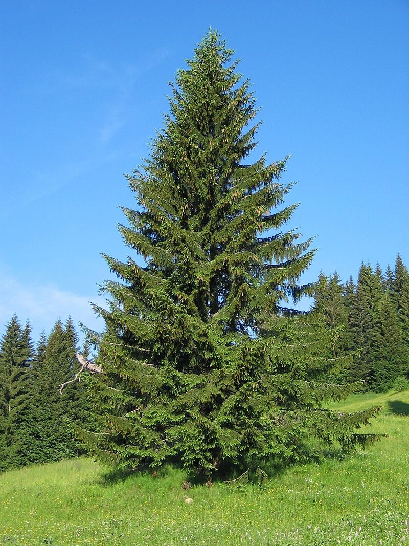Источник изображения - https://upload.wikimedia.org/wikipedia/commons/thumb/b/b9/Picea_abies1.JPG/800px-Picea_abies1.JPG