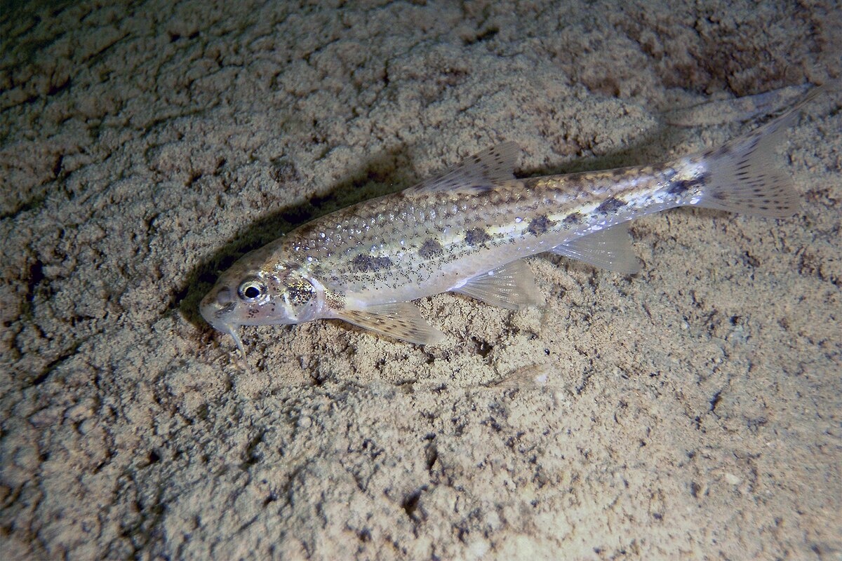 Фото с сайта: https://autodealersconf.ru/grani-sveta/samiy-bolshoy-peskar-v-mire-kotuy.php