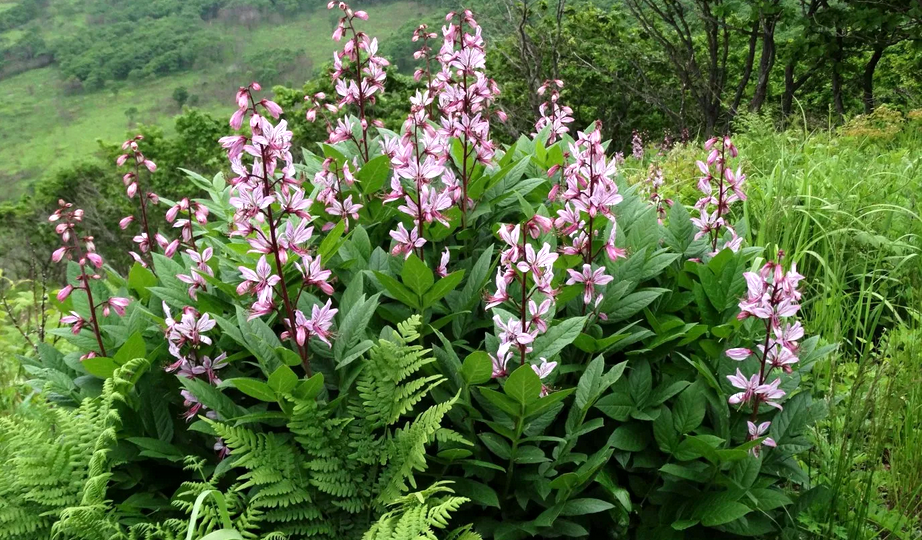 Ясенец