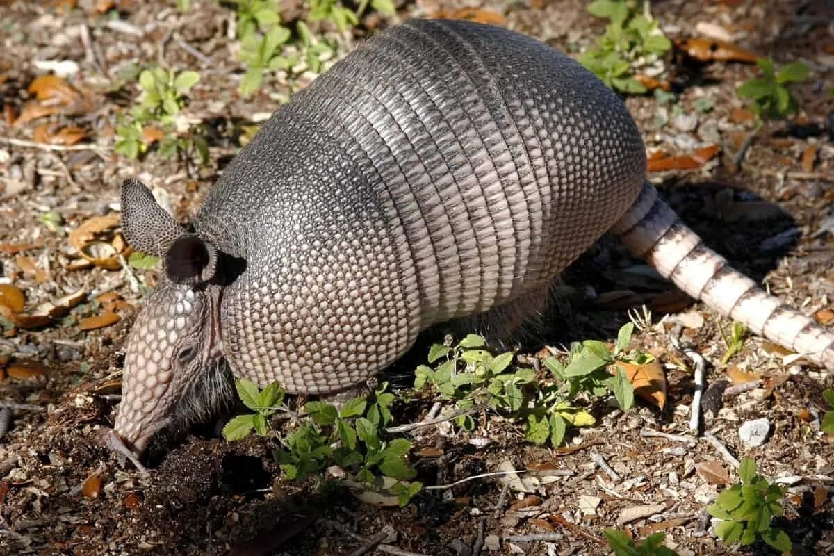 Фото с сайта: https://tripmemos.com/armadillos-in-florida/