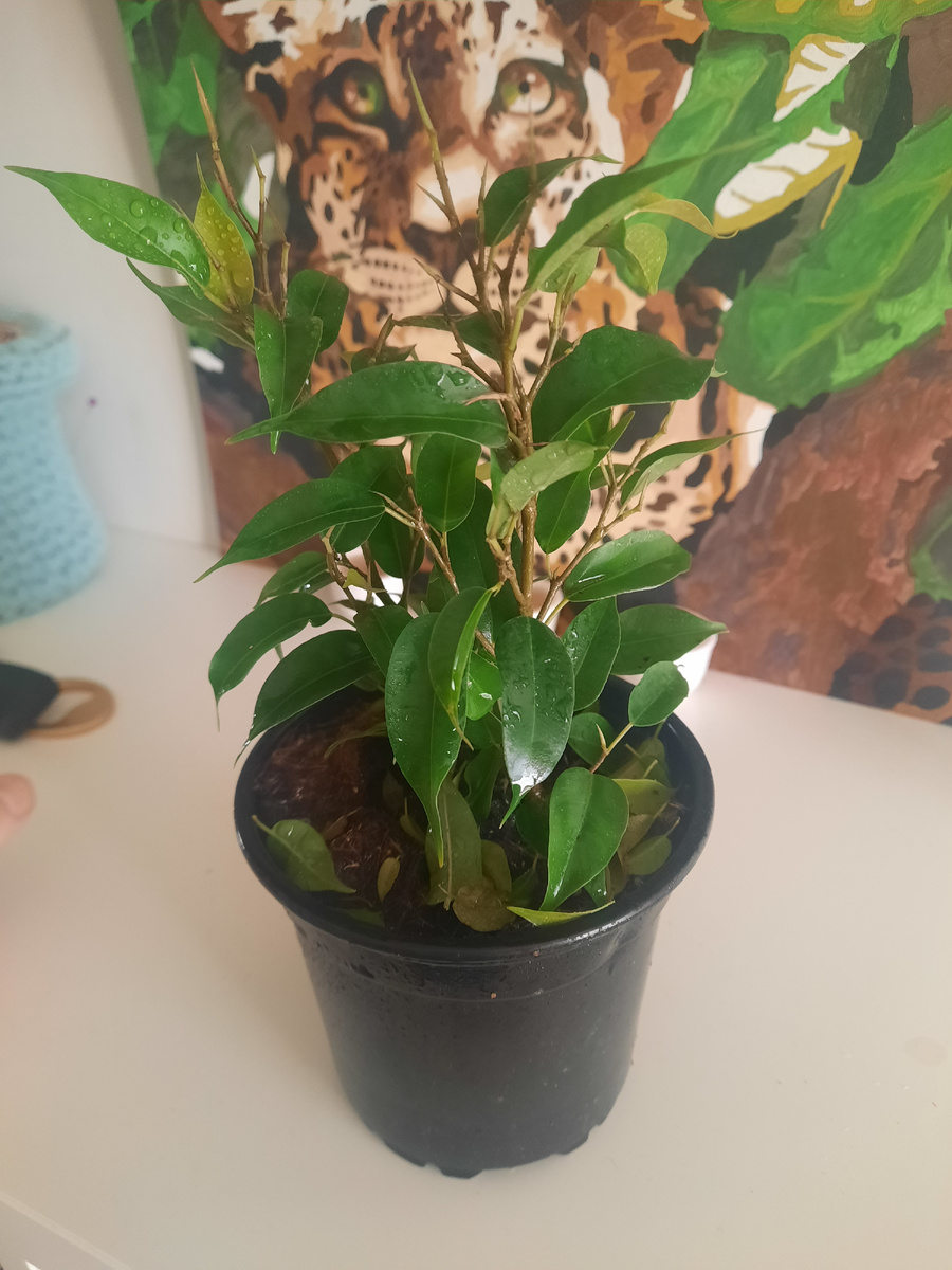 Первый фикус из пятерочки