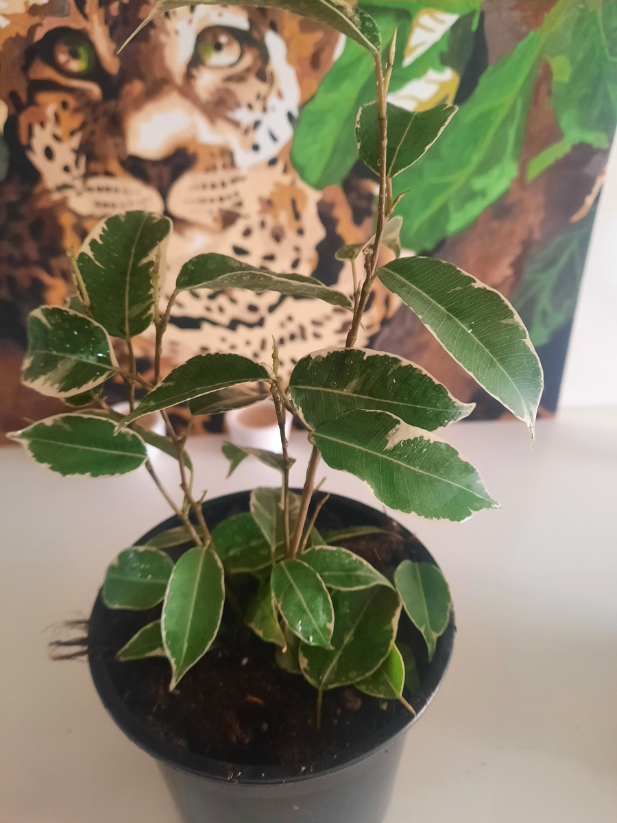 Фикус пестролистый