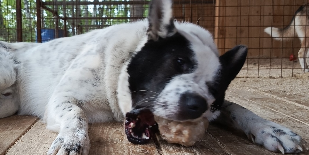 Мишка: Одинокий волк в приютской клетке