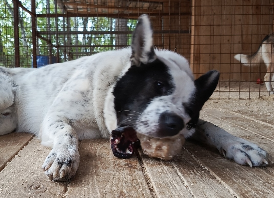 Какая же вкусная сахарная косточка