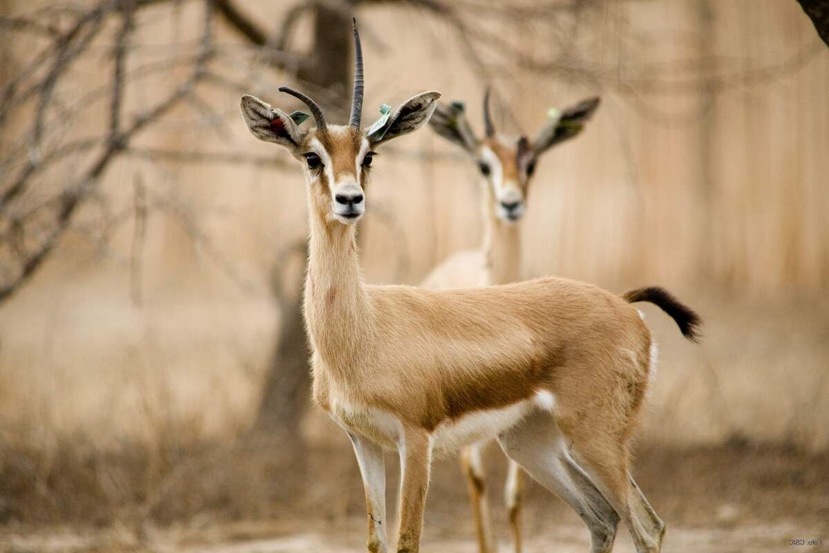 Фото с сайта: https://animalreader.ru/gazel-dorkas-zhivotnoe-naibolee-prisposoblennoe-k-zhizni-v-pustyine.html