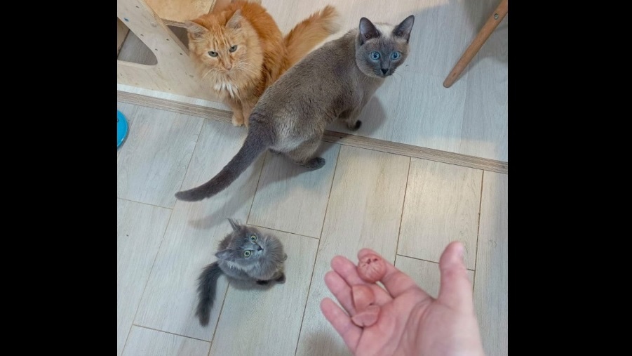 Мама предлагает котам покушать кусочки сосисок.
