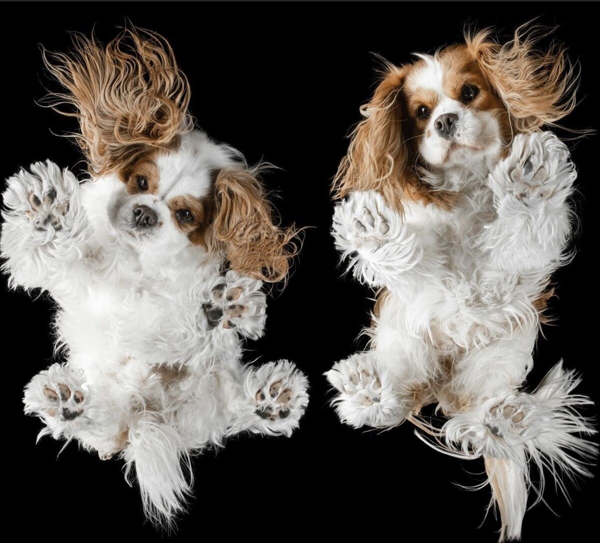 Как вам такой взгляд на породу?