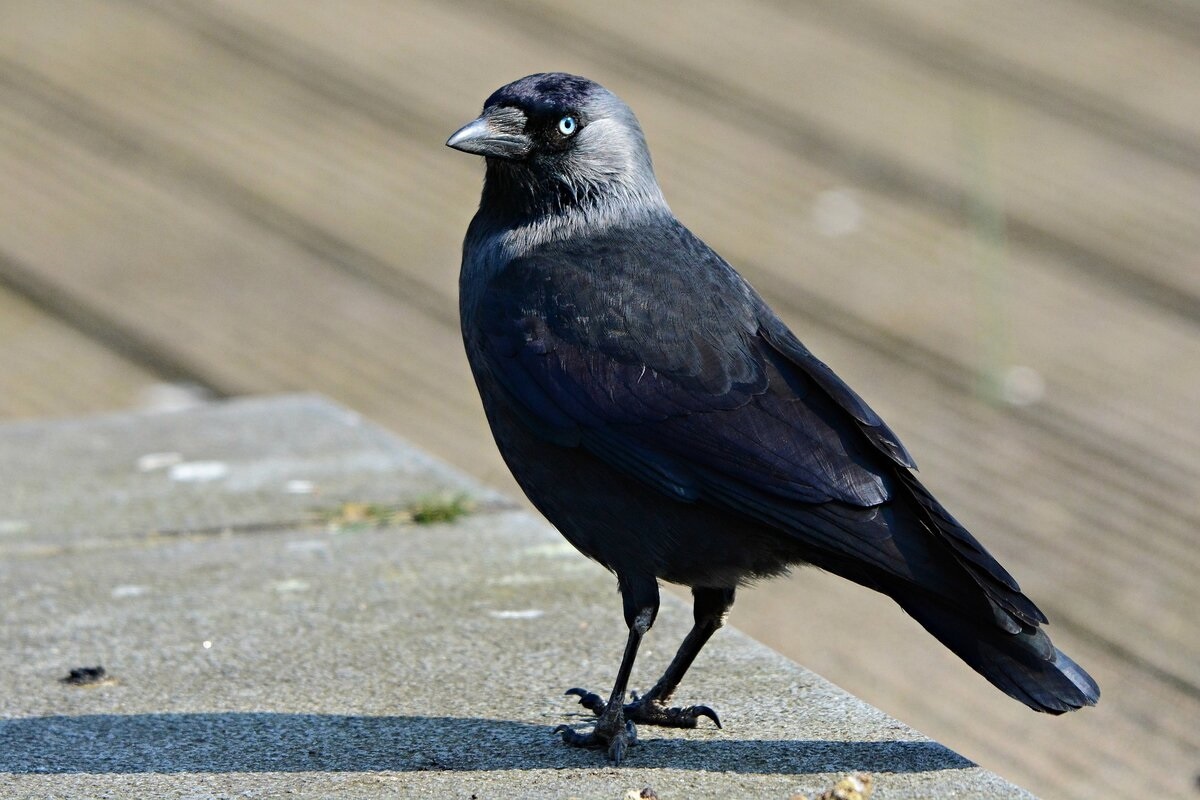 Фото с сайта: https://gravitsky.ru/klyuch-k-uspehu/chernaya-ptitsa-s-seroy-golovoy.php