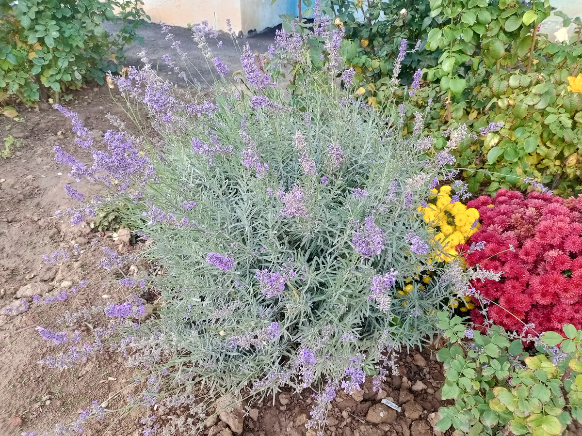 Лаванда в городском дворе.