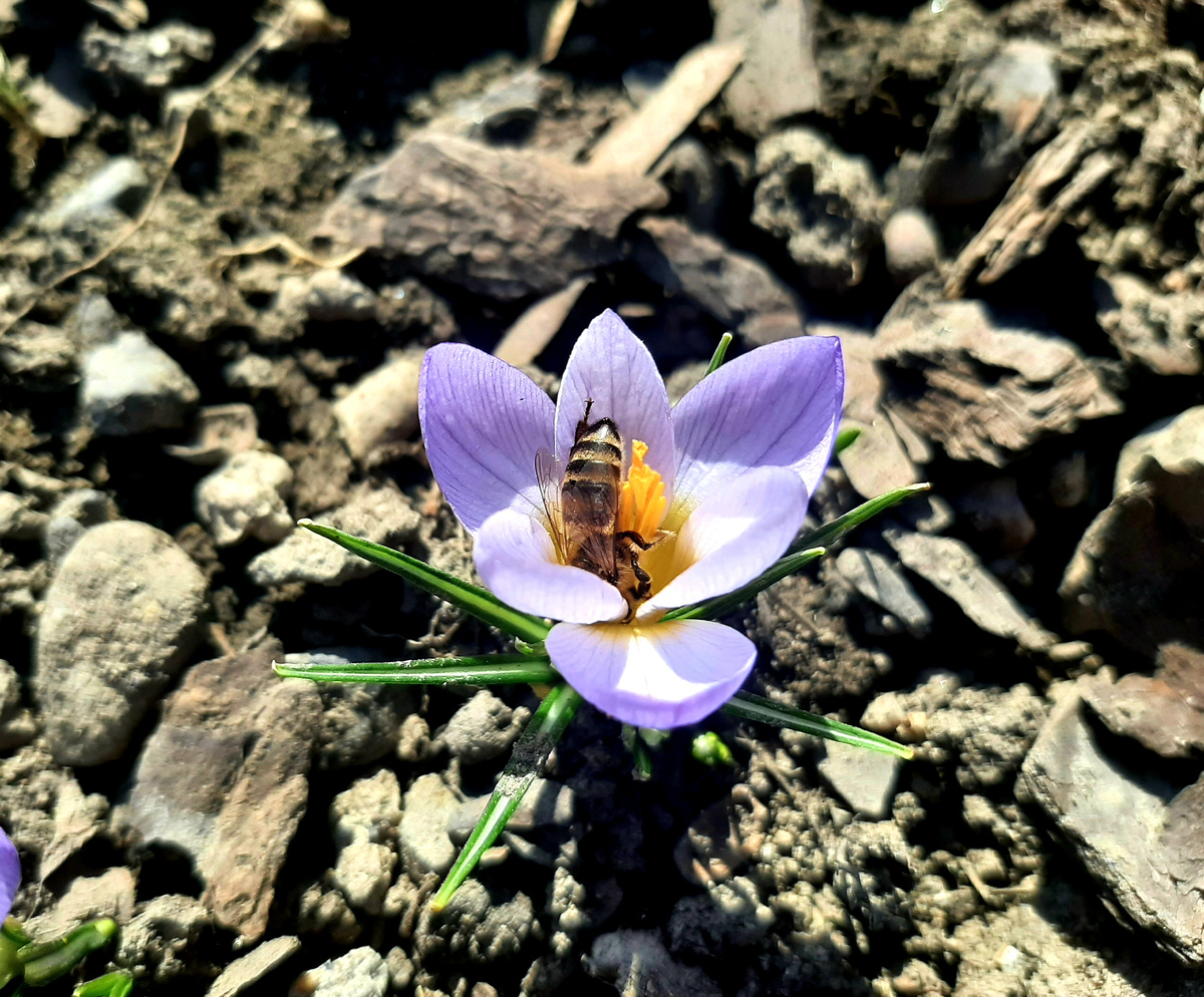 Крокус Firefly