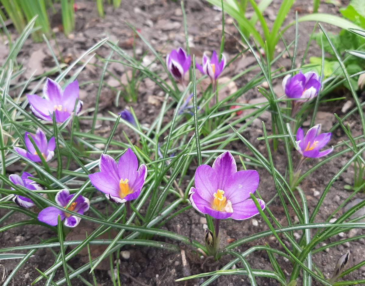 Крокус Spring Beauty