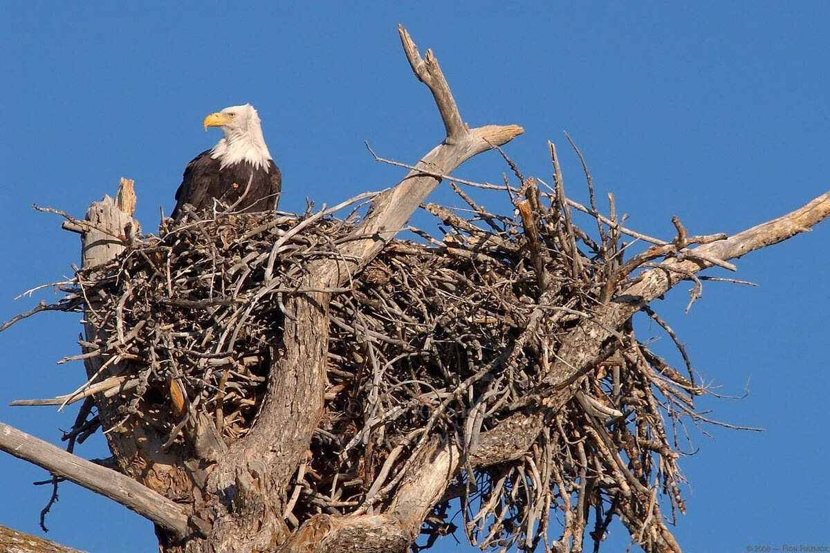 Фото с сайта: https://mungfali.com/explore/Гніздо-Орла