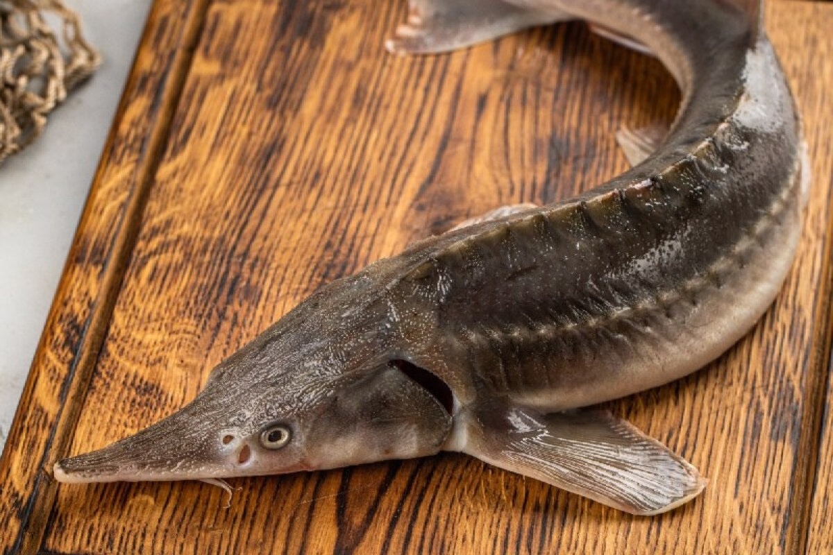 Фото с сайта: https://dzen.ru/a/ZY7EYL_25nM2RdXu