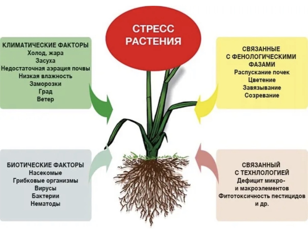 Примеры стресса растений