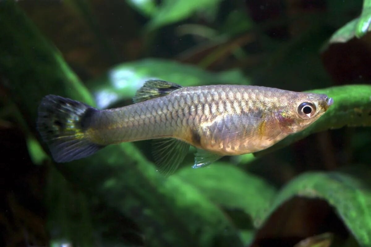 Фото с сайта: https://www.ecologiaverde.com/peces-viviparos-ejemplos-y-caracteristicas-4117.html