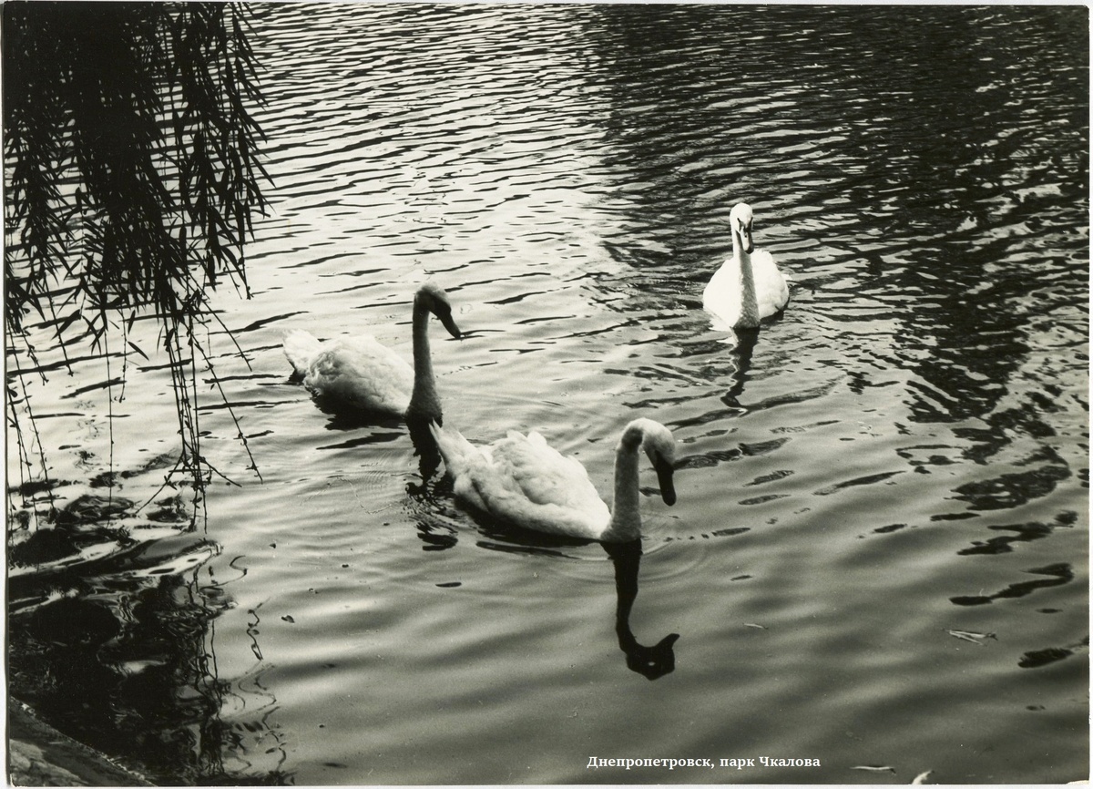 Лебеди на озере в парке Чкалова, Днепропетровск.