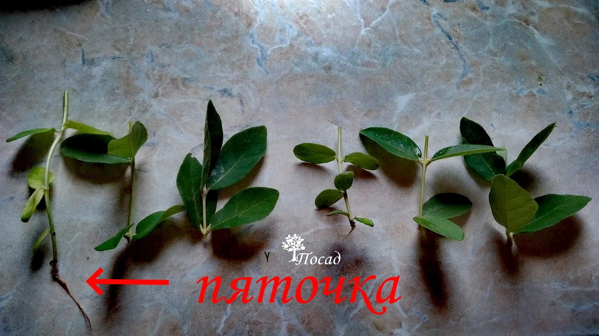 Черенки жимолости. Обычные и с пяточкой (слева).