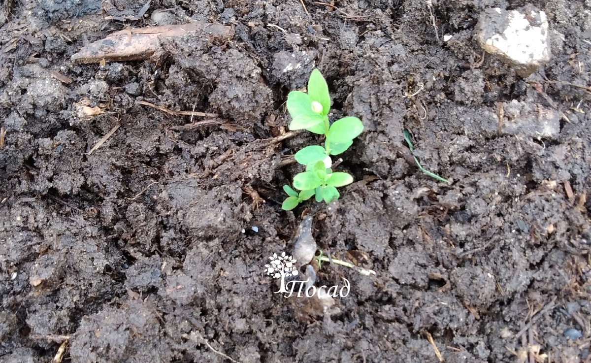 На следующий год.