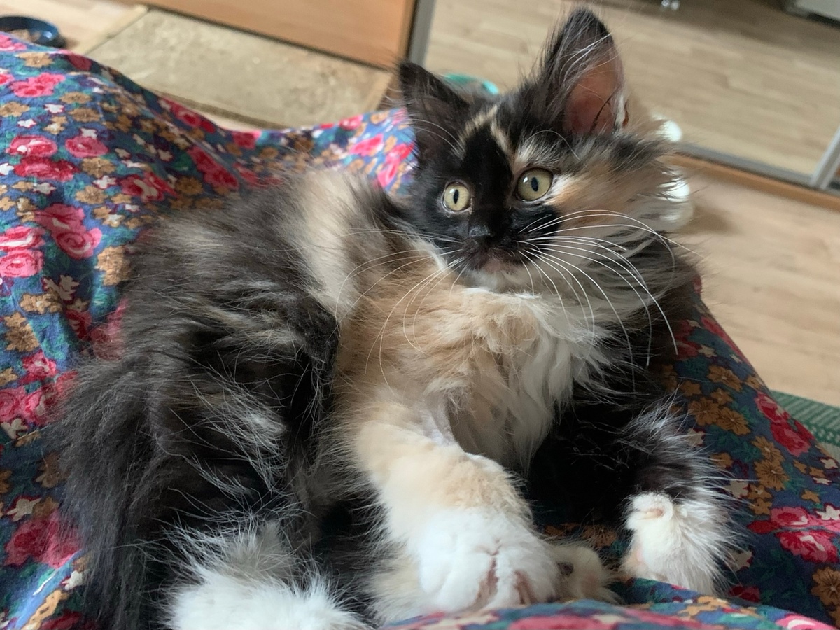 Этот крошечный котёнок вновь наполняется жизненной силой