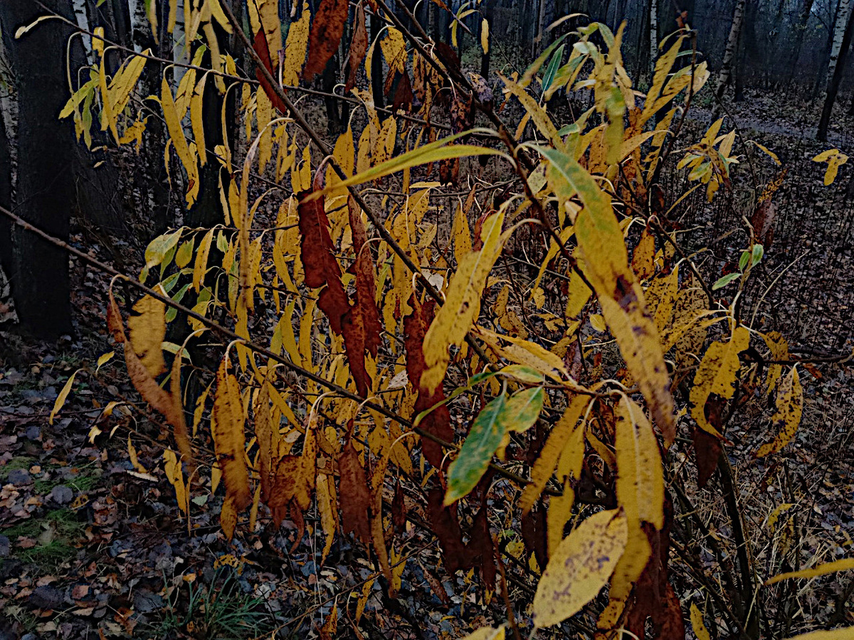 Еще не все опали.... Но, совсем скоро. листы не отсанется ((( 