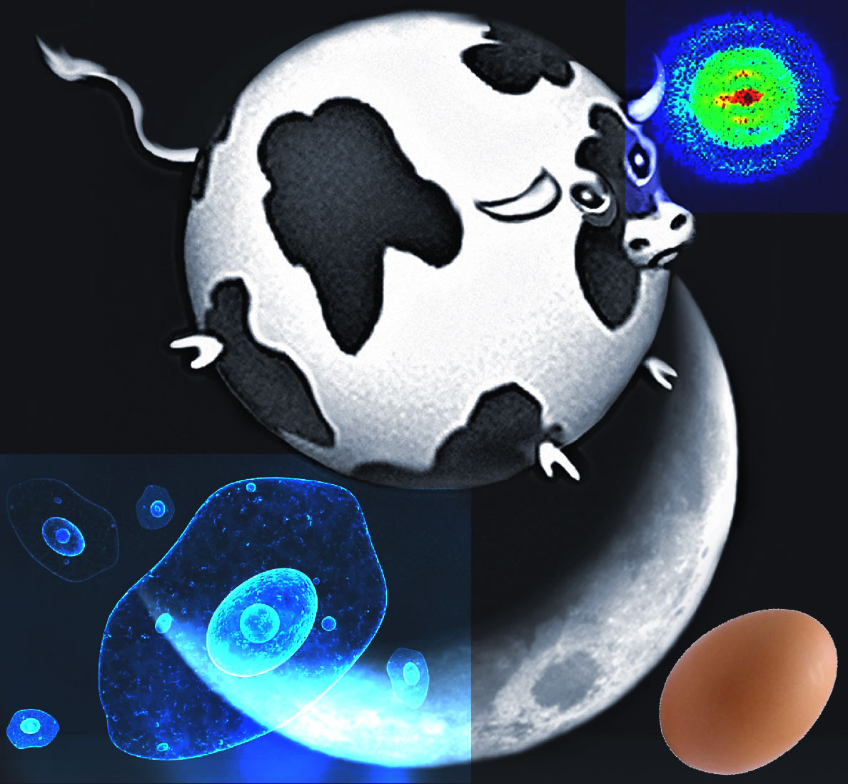 Коллаж: "Сферическая корова" ((c) Ingrid Kallick GNU 1.2); фотографии: Луны, атома водорода ((c) Aneta Stodolna & Marc Vrakking), куриного яйца () и дизентерийной амёбы (с канала ТВ БРИКС).