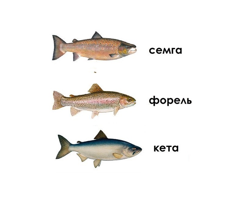 Рыбку полезно "знать в лицо"