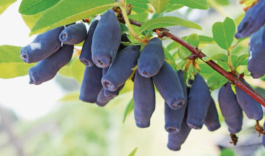 Как "заставить" жимолость давать больше ягод