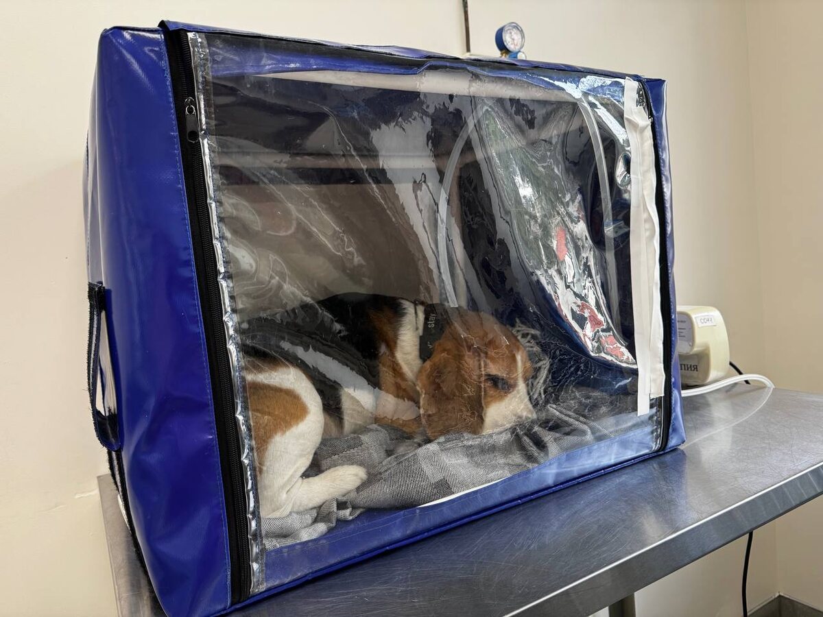 Трюфель в кислородном боксе перед переливанием крови