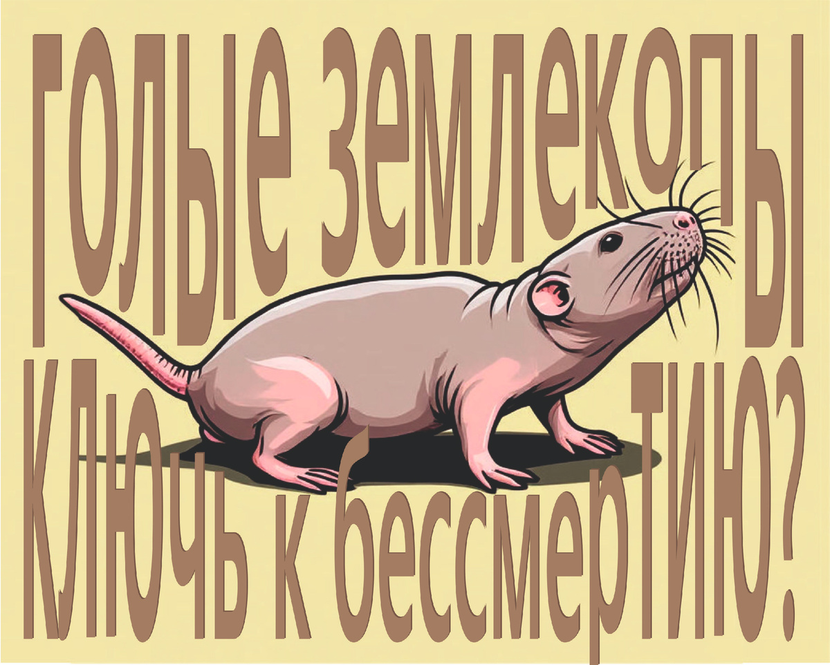 Голые землекопы