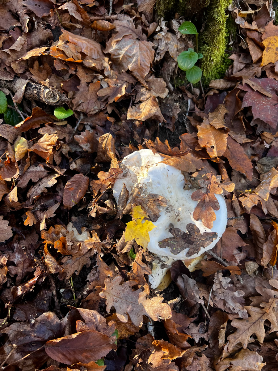 Красивая композиция ))