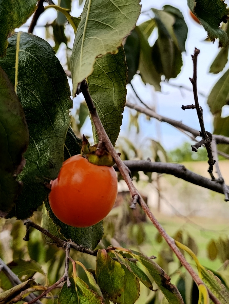 Совсем маленькая, но такая мягкая и сладкая хурма. 