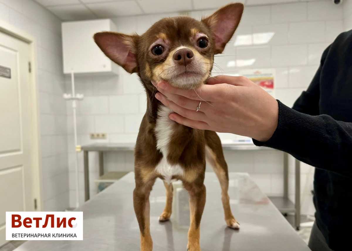 Наш маленький пациент на приёме 