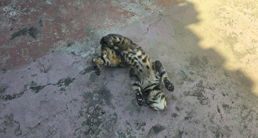    Что нельзя запрещать кошке, чтобы она не была несчастна - проверьте, не нелаете ли вы так