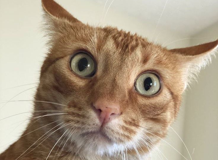 Коты-повелители всея Руси в 15 веселых фотографиях. Часть 1