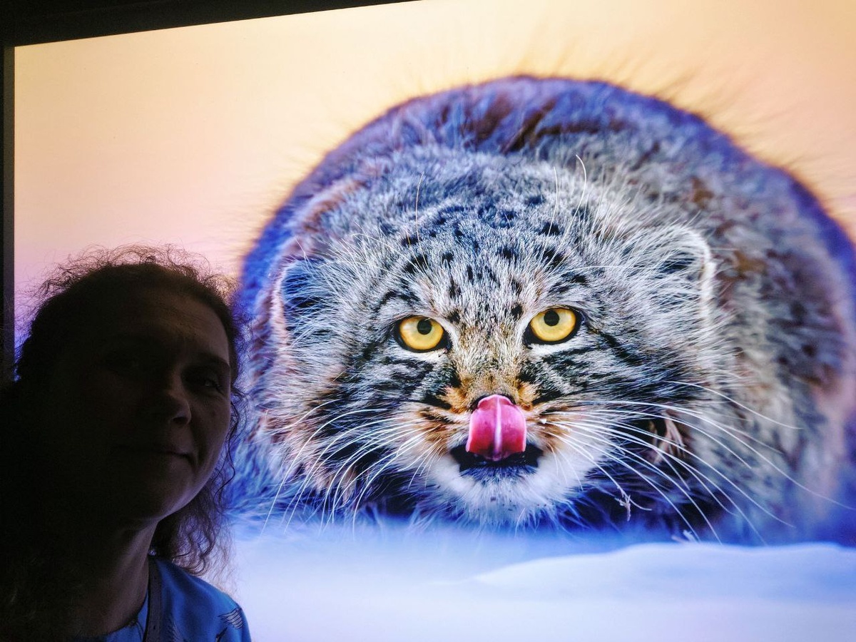 нельзя пройти мимо манула 