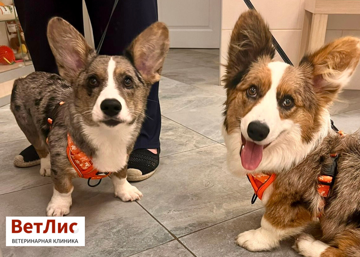 Пациенты ветеринарной клиники «ВетЛис»
